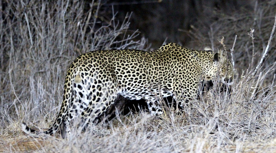 Leopard, Männchen, Laikipia
