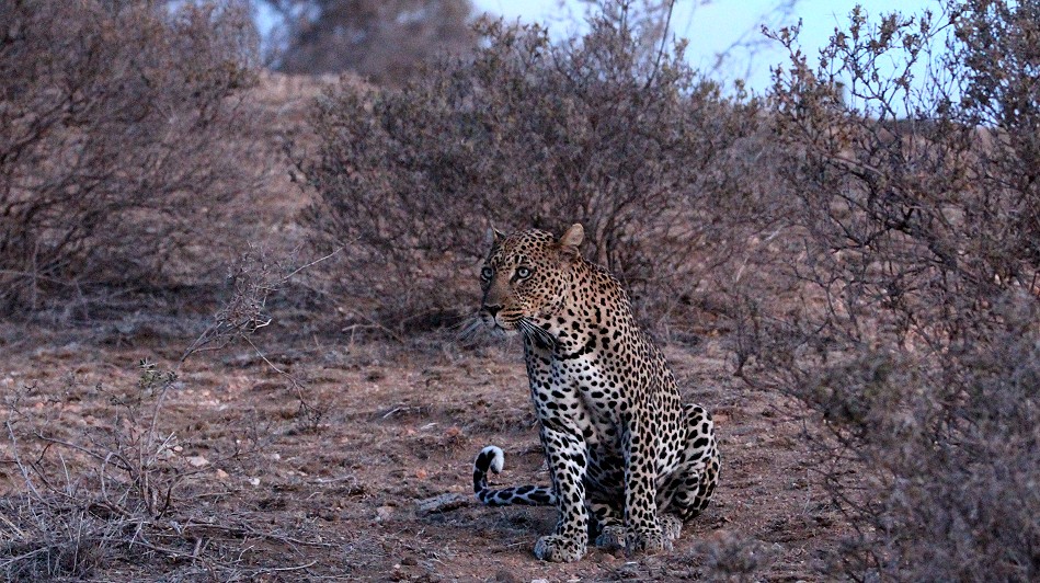 Laikipia, Leopard