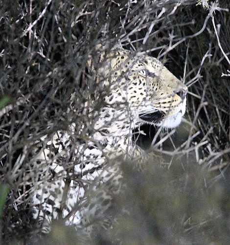 Laikipia, Leopard
