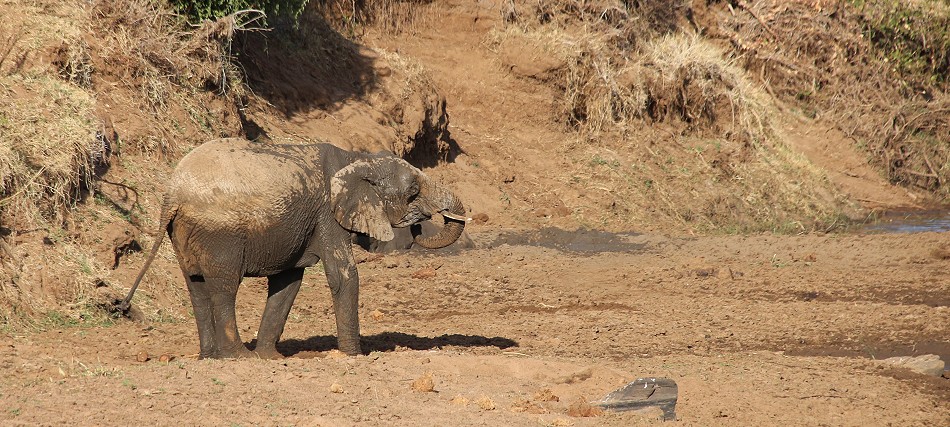 Laikipia, Elefant