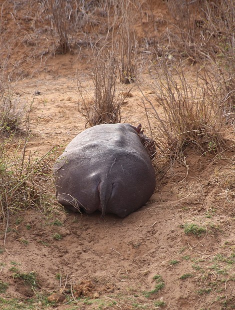 Flusspferd am Ewaso Narok