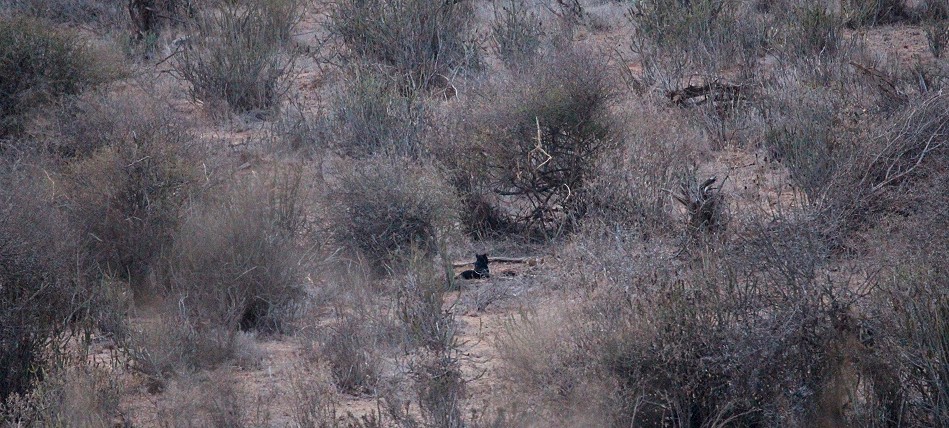 Erste Sichtung von Giza der schwarzen Leopardin