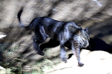 Giza, schwarzer Leopard