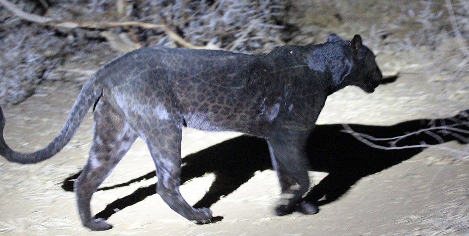 Giza, schwarzer Leopard