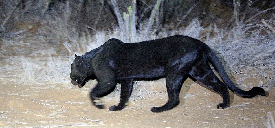 Giza, schwarzer Leopard