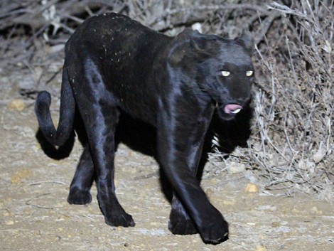Giza, schwarzer Leopard