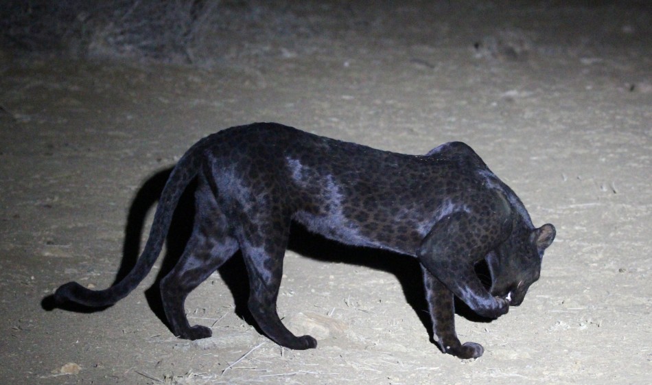 Parrung eines normal gefährbten Leoparden Männchens und einer schwarzen Leopardin, Black Panther mating!