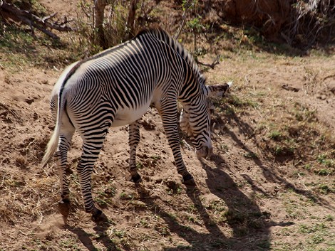Laikipia, Grevy Zebra