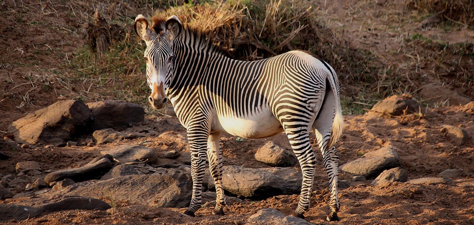 Laikipia, Grevy Zebra