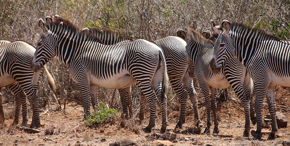 Laikipia, Grevy zebras