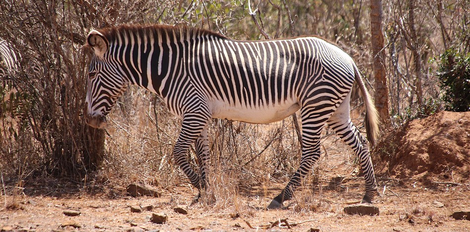Laikipia, Grevy zebras