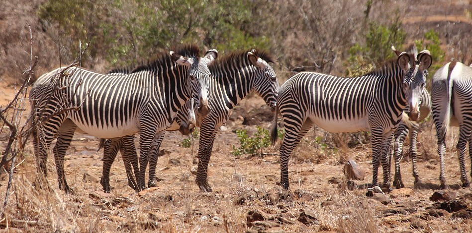 Laikipia, Grevy zebras