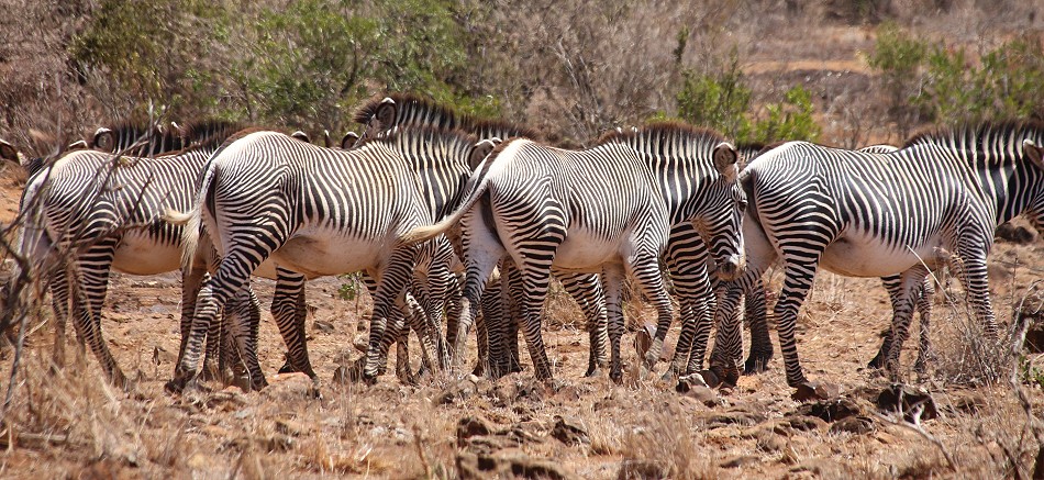 Laikipia, Grevy zebras