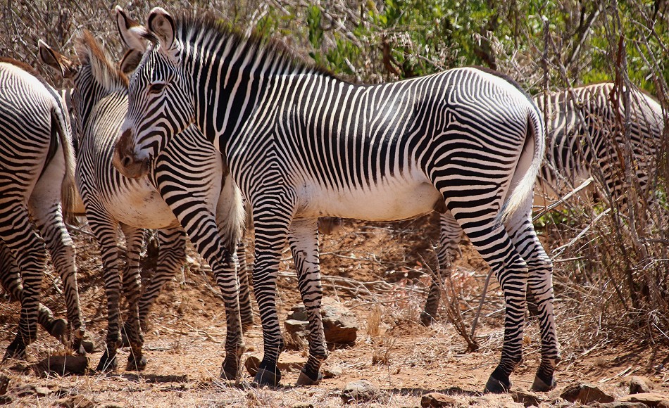 Laikipia, Grevy zebras