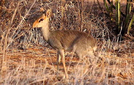 Laikipia, Günthers Dik Dik