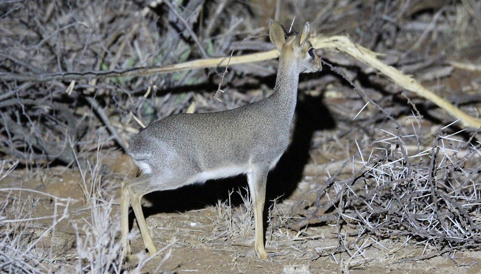 Laikipia, Günthers Dik Dik