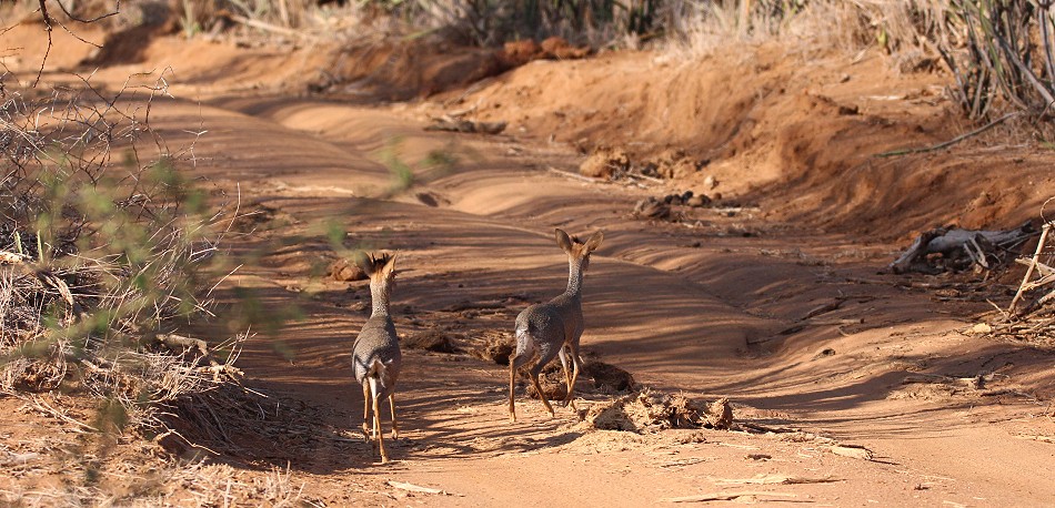 Laikipia, Günthers Dik Dik