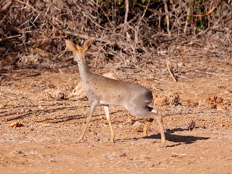 Laikipia, Günthers Dik Dik