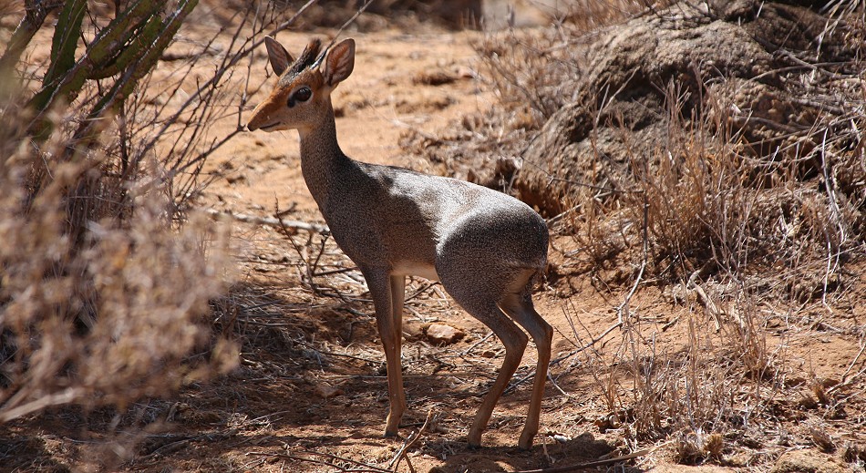 Günthers Dik Dik, Laikipia