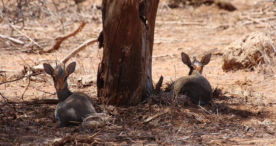 Günthers Dik Dik, Laikipia