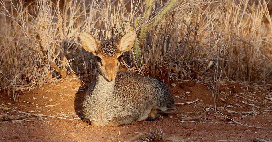 Lakipia Günthers Dik Dik