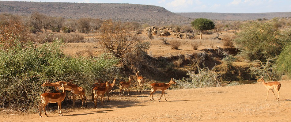 Laikipia, Impala