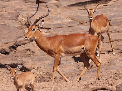 Laikipia, Impalas