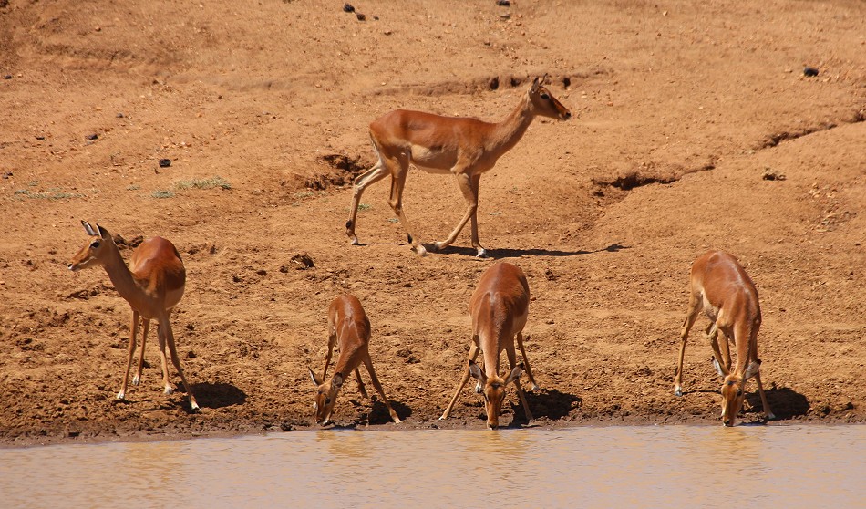 Impalas an der Wasserstelle