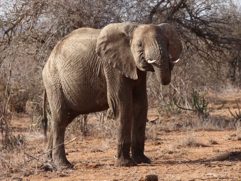 Elefanten im Laikipia Gebiet