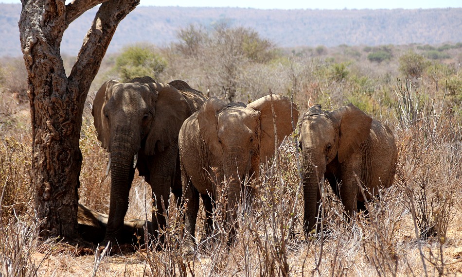 Elefanten im Laikipia Gebiet