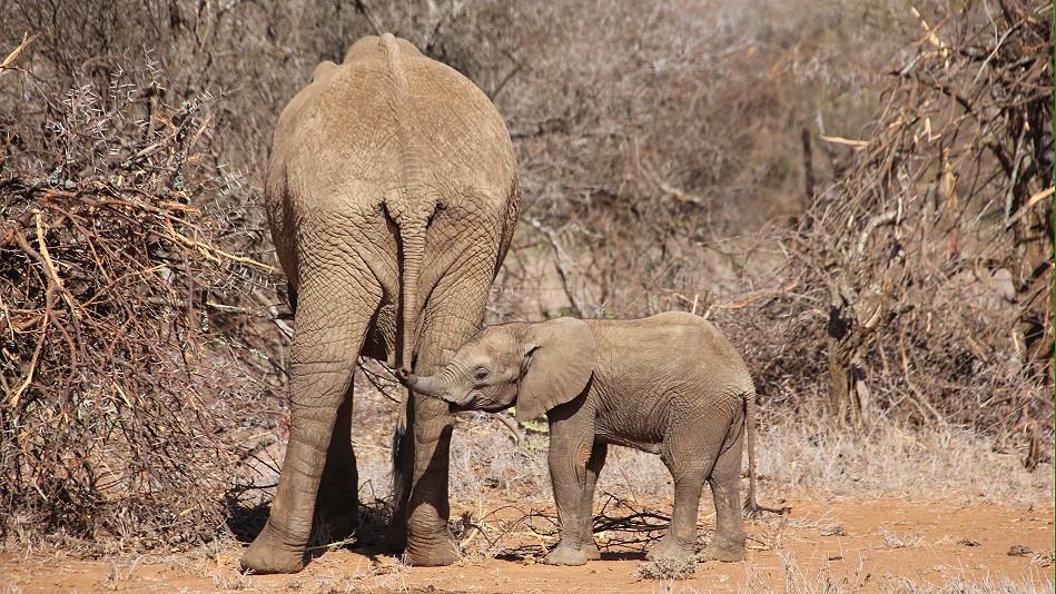 Lakipia Wilderness Game Drive with Stephen Leshorono