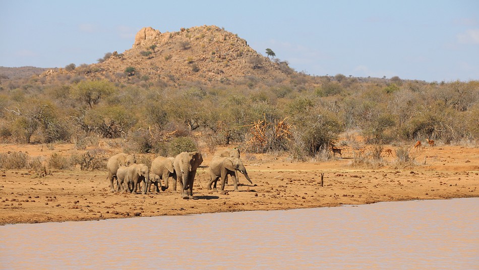 Elefanten an einer Wasserstelle in Laikipia