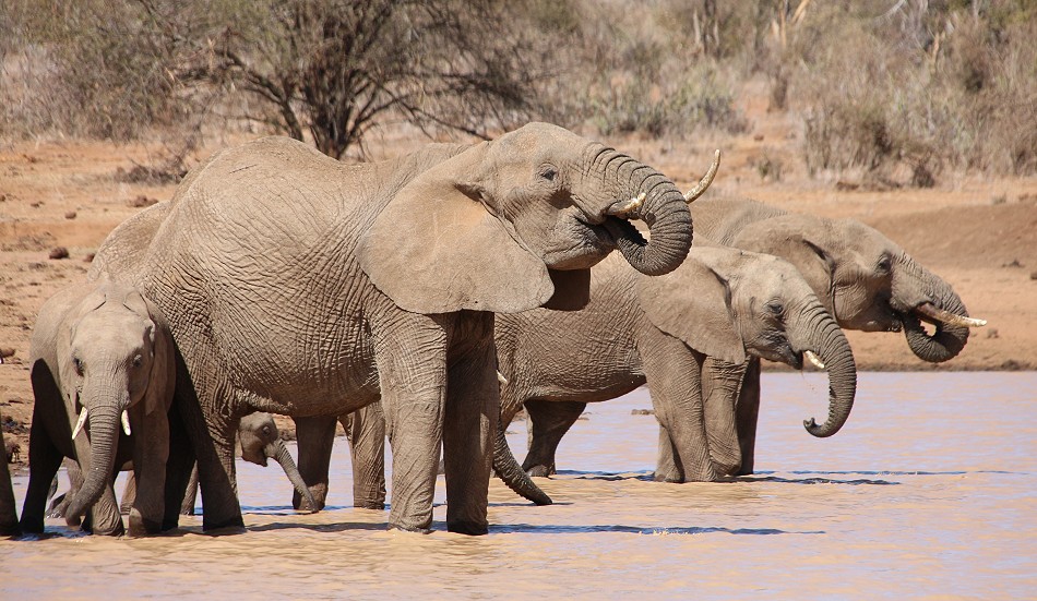 Elefanten an einer Wasserstelle in Laikipia