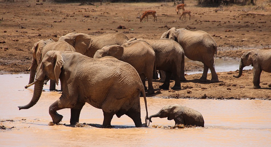Elefanten an einer Wasserstelle in Laikipia