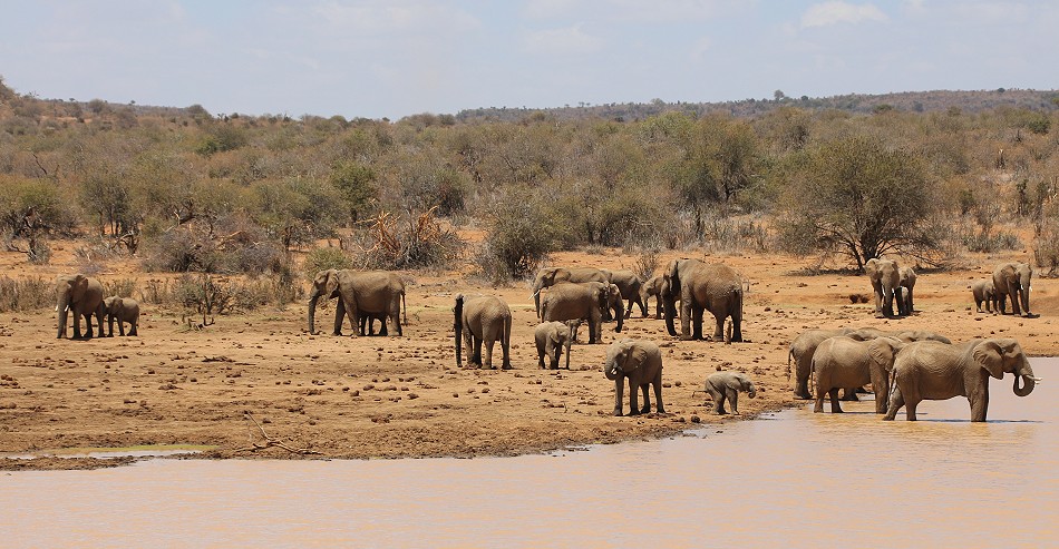 Elefanten an einer Wasserstelle in Laikipia