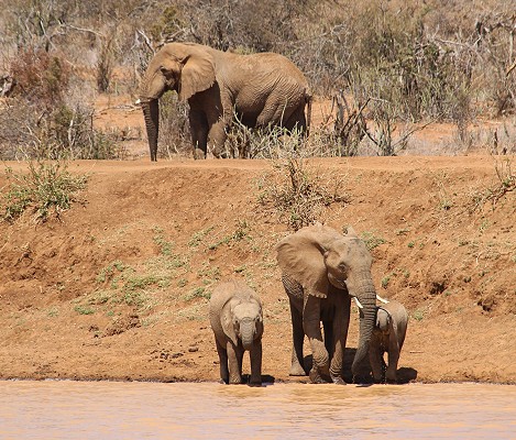 Elefanten an einer Wasserstelle in Laikipia