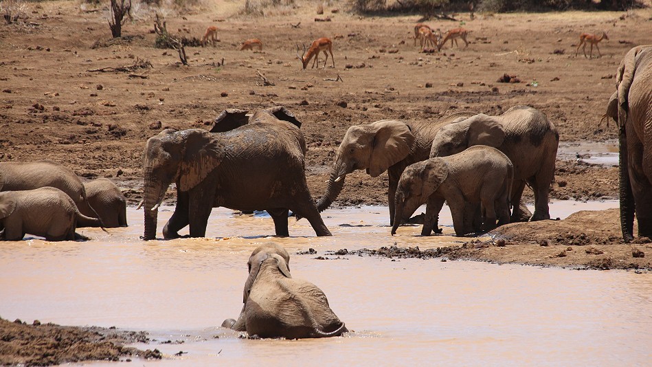 Laikipia Wasserstelle