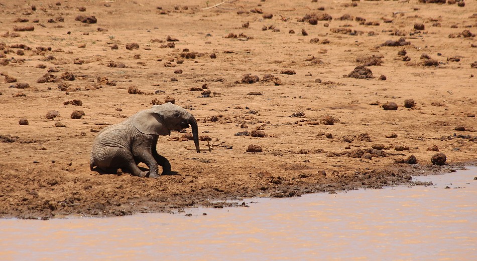 Elefanten an einer Wasserstelle in Laikipia