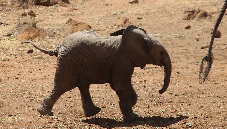 Elefanten an einer Wasserstelle in Laikipia