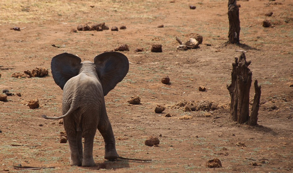 Elefanten an einer Wasserstelle in Laikipia