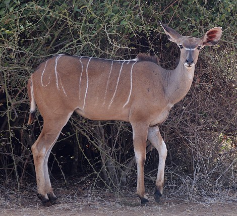 Laikipia, Grpßer Kudu, Weibchen