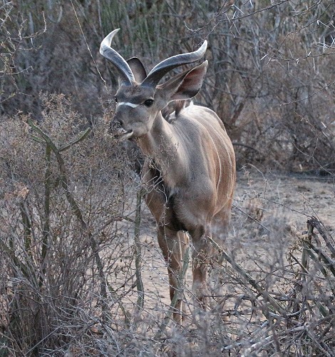 Großer Kudu, junges Männchen