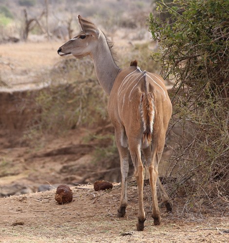 Großer Kudu, Weibchen