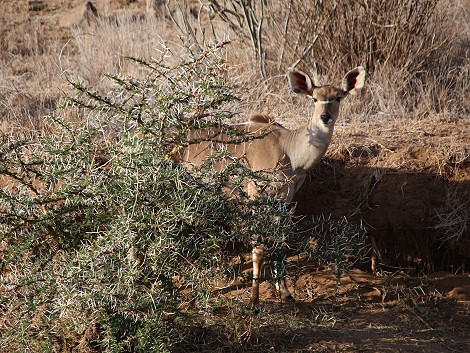 Laikipia Wilderness River Camp
