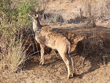 Laikipia Wilderness River Camp