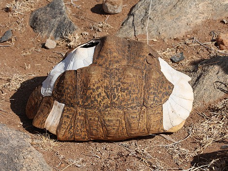 Leopardschildkröte, Laikipia