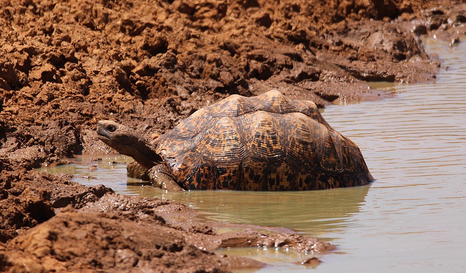 Leopardschildkröte, Laikipia