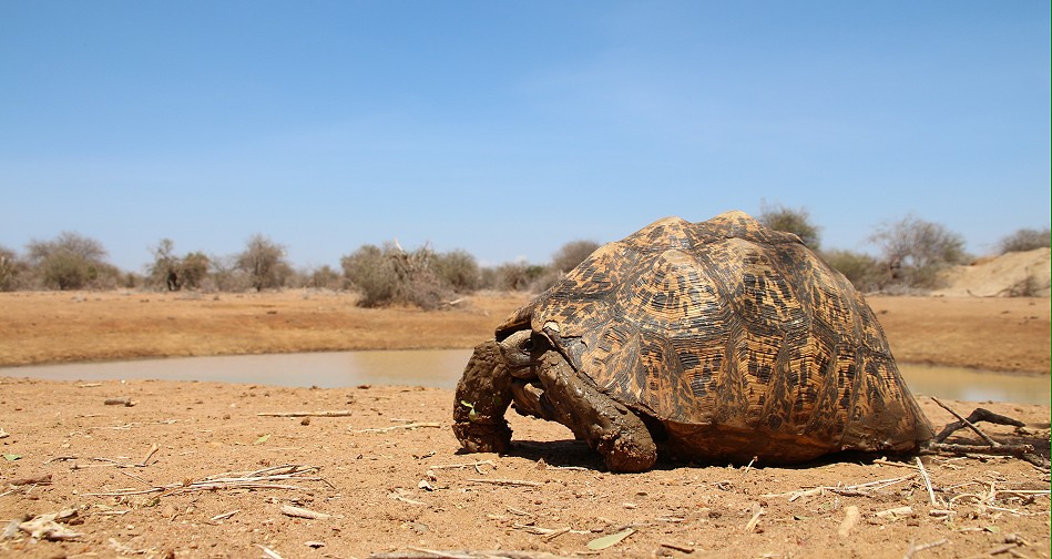 Leopardschildkröte, Laikipia