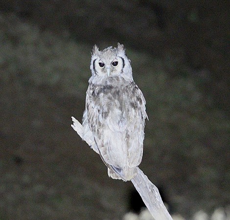 Milchuhu, Laikipia