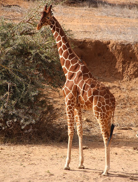 Netztgiraffe